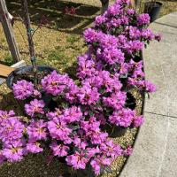 Sunday - May 17th 1:00 PM