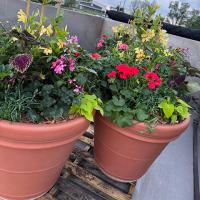 Sunday - May 31st 1:00 PM